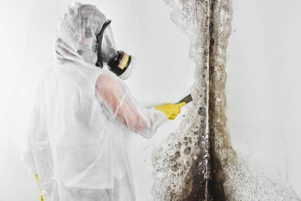 Best Real Estate Mold Inspection  in West Covina, CA